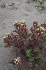 Castilleja exserta latifolia