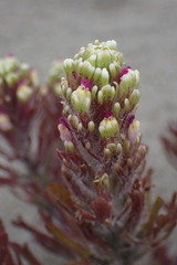 Castilleja exserta latifolia