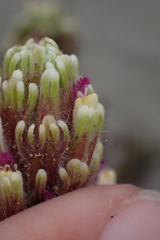 Castilleja exserta latifolia