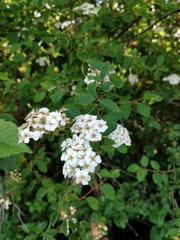 Spiraea × vanhouttei