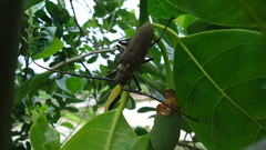 Batocera