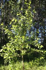 Populus × sibirica