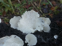 Gloeoporus phlebophorus