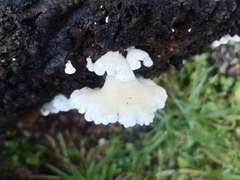 Gloeoporus phlebophorus