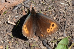 Erebia embla