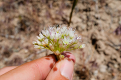 Allium howellii