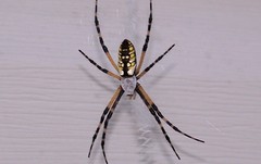 Argiope aurantia