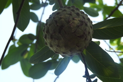 Annona macroprophyllata