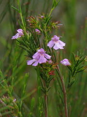 Hemigenia purpurea