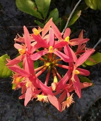 Epidendrum cinnabarinum