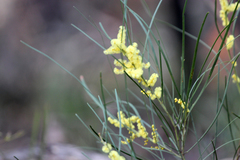 Acacia mucronata longifolia