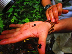 Leptodactylus colombiensis