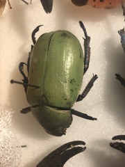 Chrysina erubescens