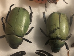 Chrysina erubescens