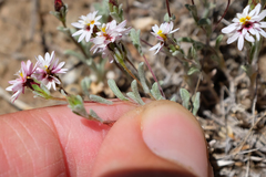 Lessingia tenuis
