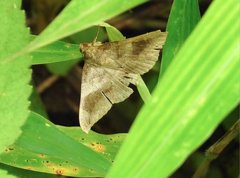 Bastilla joviana