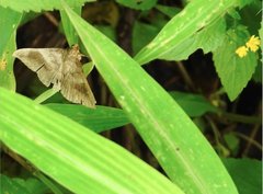 Bastilla joviana
