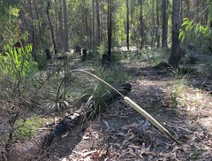 Xanthorrhoea media