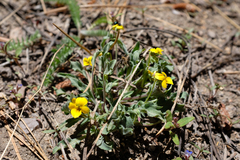 Viola pinetorum grisea