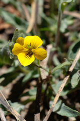 Viola pinetorum grisea