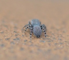 Talavera minuta