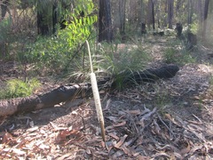 Xanthorrhoea media