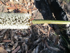 Xanthorrhoea media