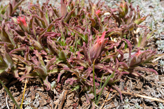 Castilleja applegatei pinetorum