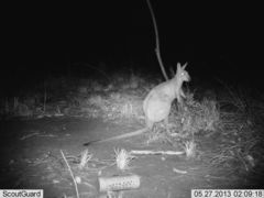 Northern Nail-Tail Wallaby photo 4