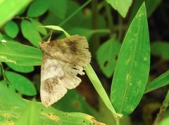 Bastilla joviana