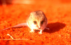 Sminthopsis youngsoni