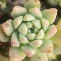 Echeveria prolifica