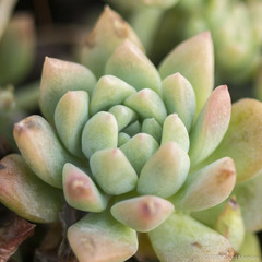 Echeveria prolifica