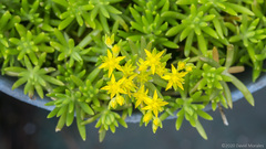 Sedum mexicanum