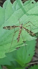 Epiphragma ocellare