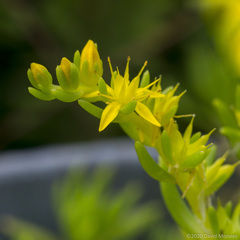 Sedum mexicanum
