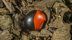 Ormosia monosperma