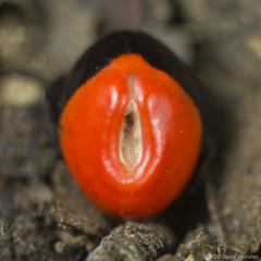 Ormosia monosperma