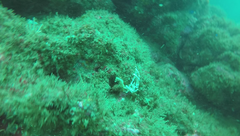 Hippocampus ingens