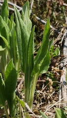 Saussurea pseudotilesii