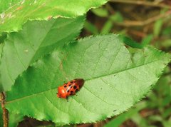 Cosmoscarta septempunctata