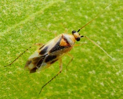 Plagiognathus albatus