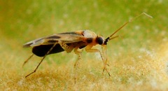 Plagiognathus albatus