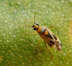 Plagiognathus albatus