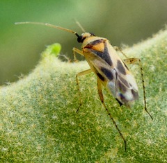 Plagiognathus albatus