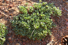 Eriogonum twisselmannii
