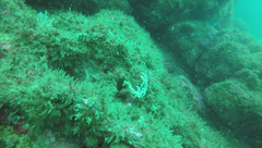 Hippocampus ingens