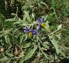 Solanum elaeagnifolium image