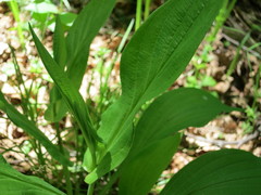 Bupleurum longiradiatum