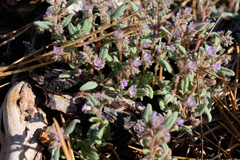 Phacelia austromontana